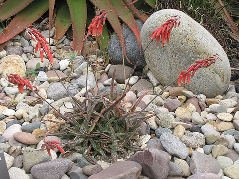 Aloe jacksonii