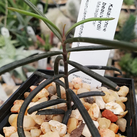 Kalanchoe beauverdii