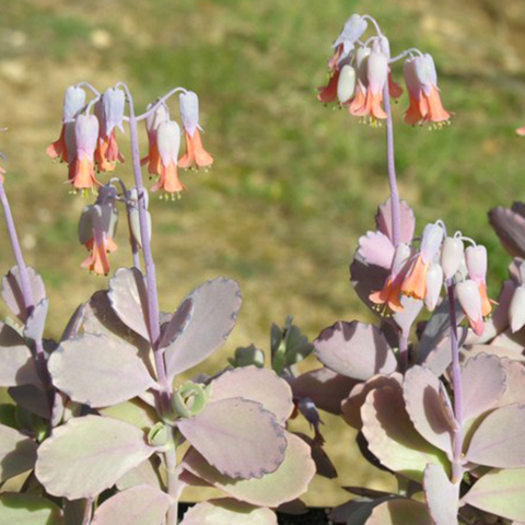 Kalanchoe fedtschenkoi (10 esquejes)