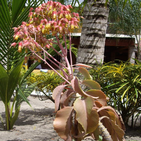 Kalanchoe gastonis-bonnieri