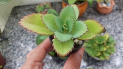 Kalanchoe laetivirens (10 piezas) en internet