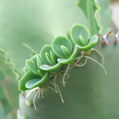 Kalanchoe laetivirens - tienda en línea