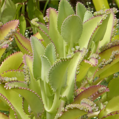 Kalanchoe laetivirens (10 piezas)