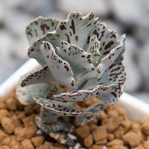 Kalanchoe rhombopilosa