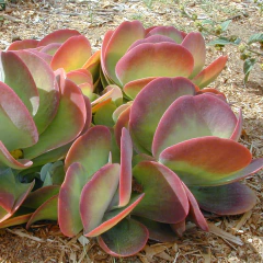 Kalanchoe thyrsiflora
