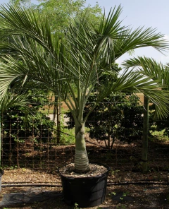 Semillas Pseudophoenix sargentii - comprar en línea