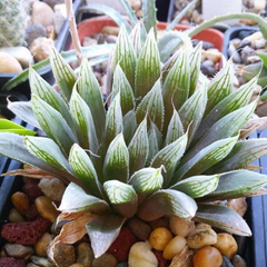 Haworthia cooperi 'Kukulkán' en internet