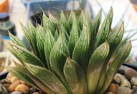 Haworthia cooperi 'Kukulkán'