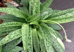 Ledebouria botryoides (10 piezas) - comprar en línea