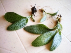 Ledebouria botryoides en internet