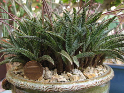 Ledebouria socialis 'Miner'