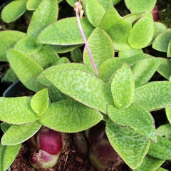 Ledebouria socialis pauciflora