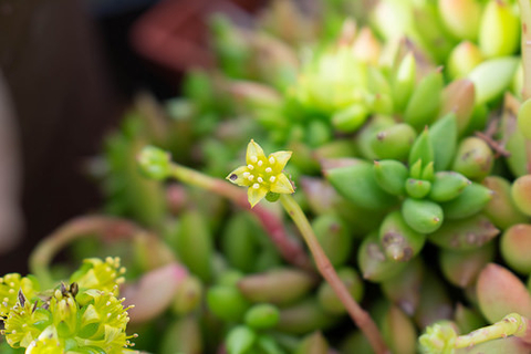 Lenophyllum acutifolium