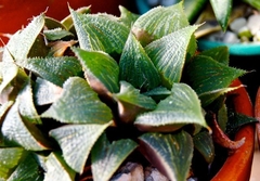 Haworthia magnifica magnifica en internet