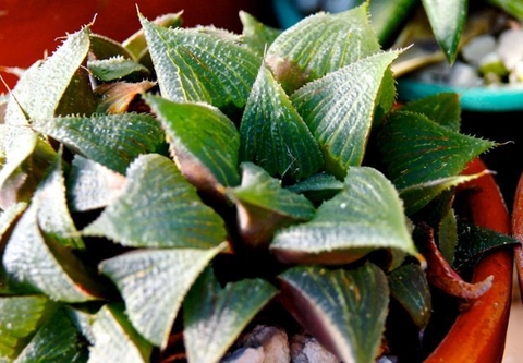 Haworthia magnifica magnifica