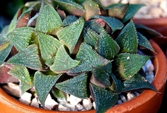 Haworthia magnifica magnifica - comprar en línea