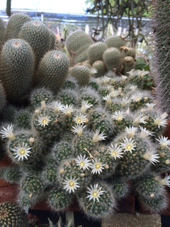 Mammillaria albicoma - comprar en línea