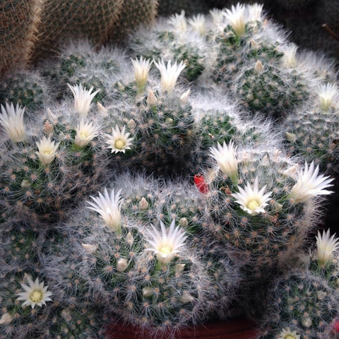 Mammillaria albicoma