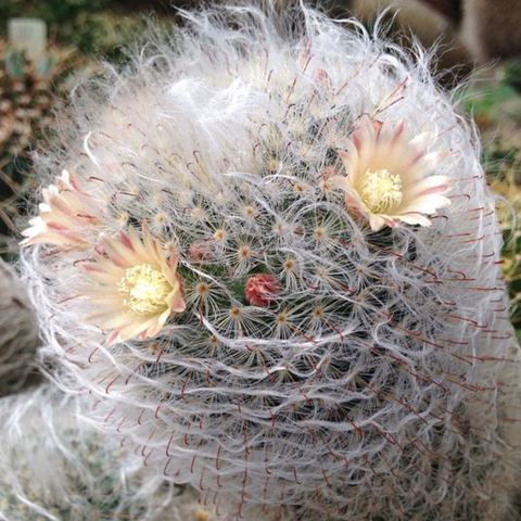 Mammillaria bocasana