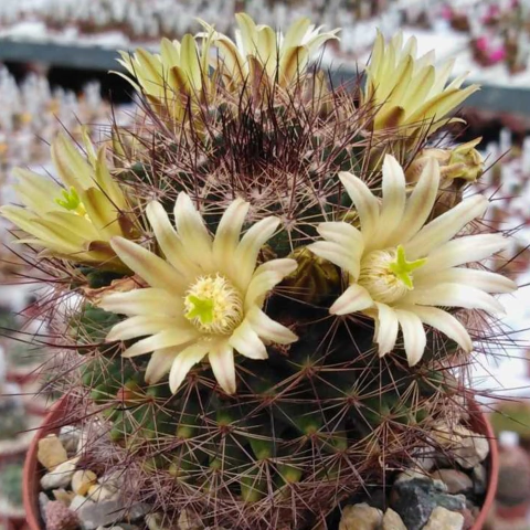 Mammillaria brandegeei