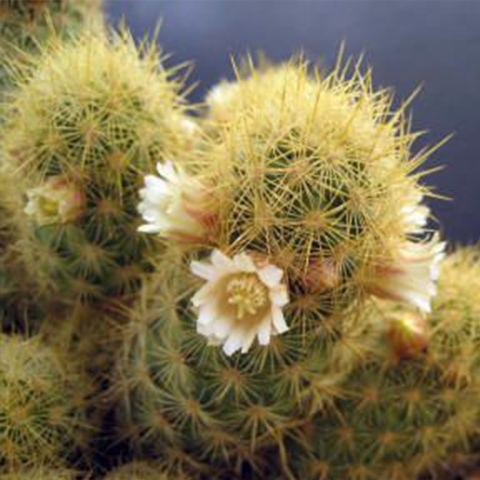 Mammillaria echinaria - Suculentas Dzityá