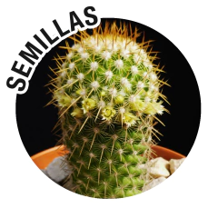 Semillas Mammillaria eriacantha