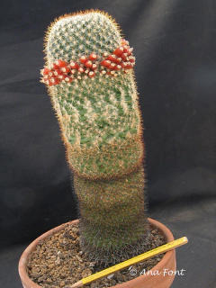 Mammillaria eriacantha - Suculentas Dzityá