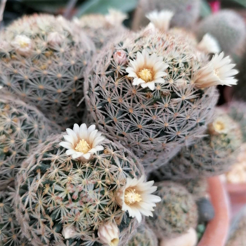 Mammillaria schiedeana giselae crestada (Injerto)