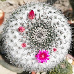 Mammillaria hahniana