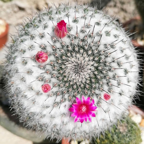 Mammillaria hahniana