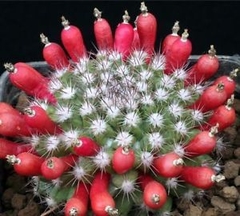 Mammillaria mammillaris - tienda en línea