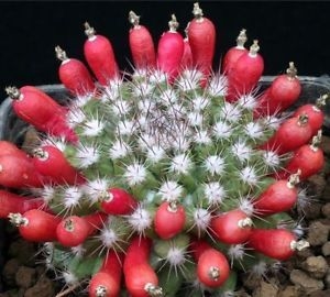 Mammillaria mammillaris