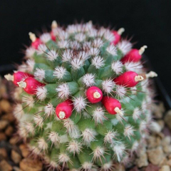 Mammillaria mammillaris