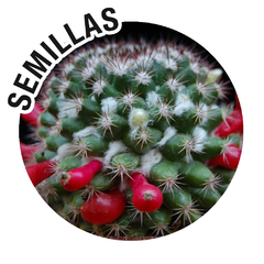 Semillas Mammillaria mammillaris