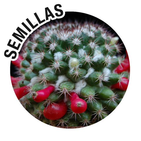 Semillas Mammillaria mammillaris