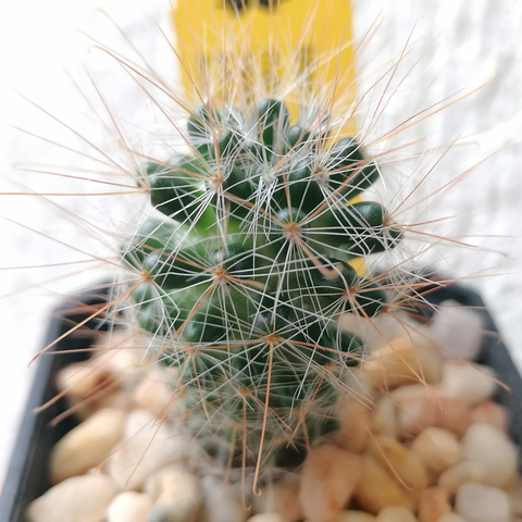 Mammillaria marcosii
