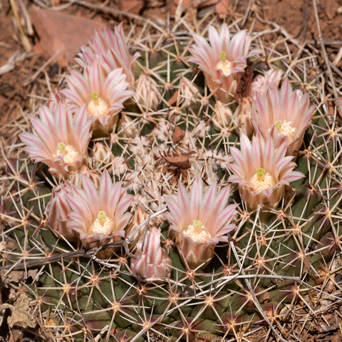 Mammillaria meiacantha