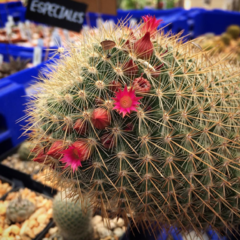 Mammillaria nunezii - comprar en línea