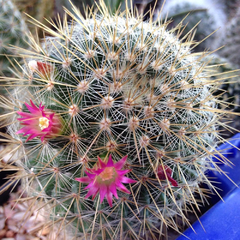Mammillaria nunezii