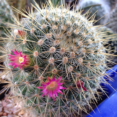 Mammillaria nunezii