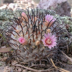 Mammillaria perezdelarosae