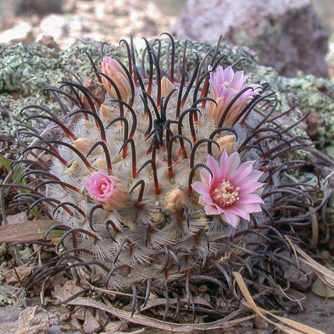Mammillaria perezdelarosae
