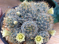 Mammillaria prolifera texensis - comprar en línea
