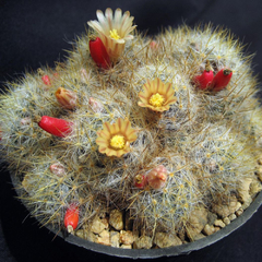 Mammillaria prolifera texensis