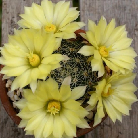 Mammillaria sphaerica