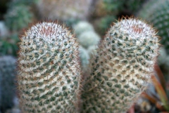 Semillas Mammillaria columbiana yucatanensis - comprar en línea