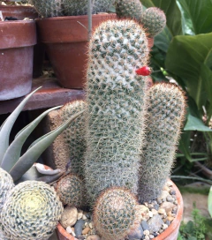 Semillas Mammillaria columbiana yucatanensis - tienda en línea