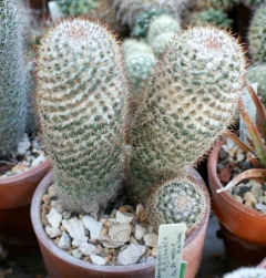 Semillas Mammillaria columbiana yucatanensis en internet