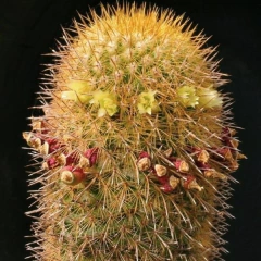 Mammillaria eriacantha