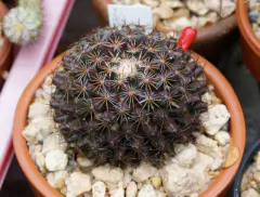 Mammillaria gaumeri - comprar en línea
